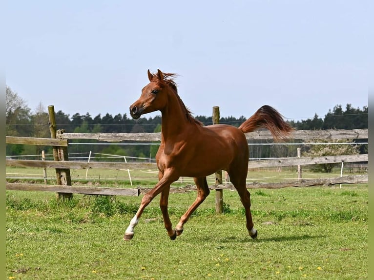 Arabian horses Mare 3 years Chestnut-Red in Wielgolas Duchnowski