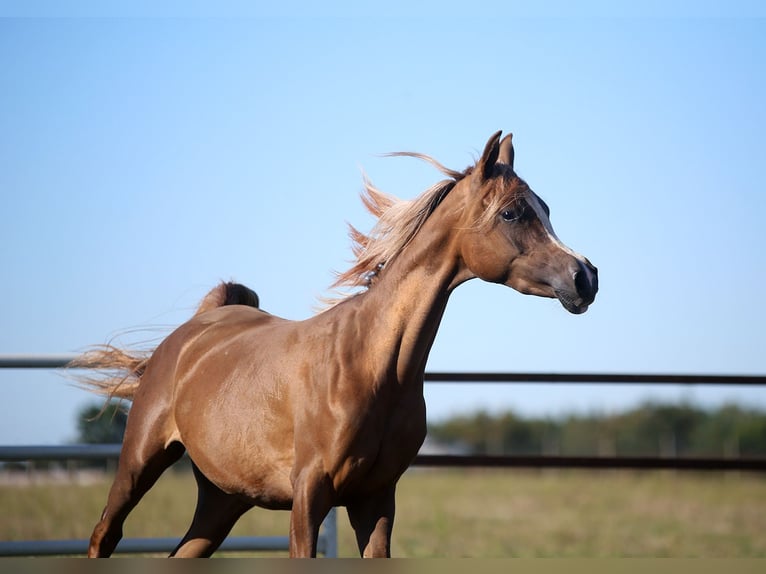 Arabian horses Mare 3 years Chestnut-Red in Wyskoki