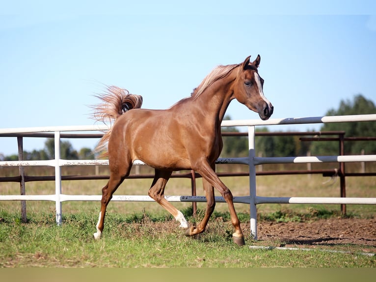 Arabian horses Mare 3 years Chestnut-Red in Wyskoki
