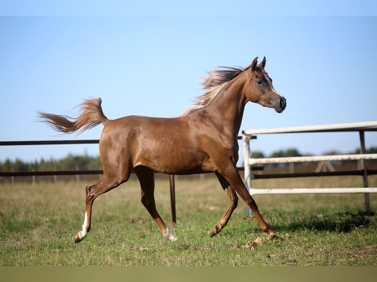 Arabian horses Mare 3 years Chestnut-Red in Wyskoki
