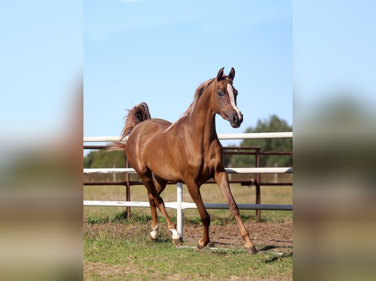Arabian horses Mare 3 years Chestnut-Red in Wyskoki