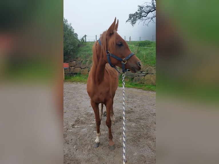Arabian horses Mare 3 years Chestnut-Red in Gufidaun