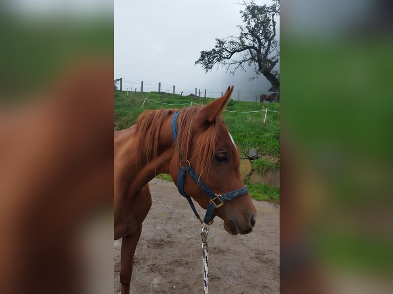 Arabian horses Mare 3 years Chestnut-Red in Gufidaun