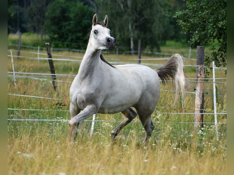 Arabian horses Mare 3 years Gray in Wielgolas Duchnowski