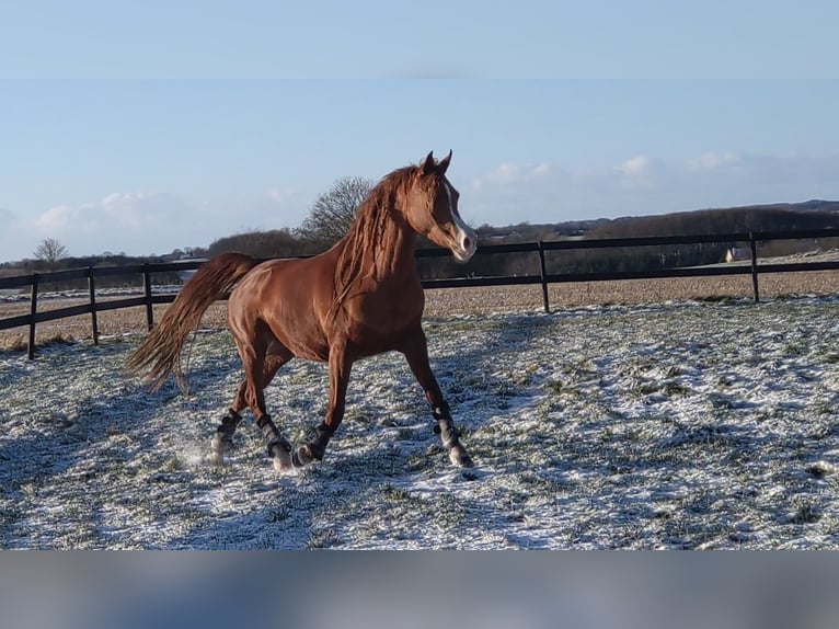 Arabian horses Mare 4 years 14,1 hh Chestnut in Jelling