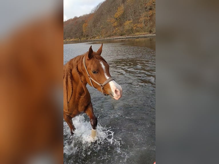 Arabian horses Mare 4 years 14,1 hh Chestnut in Jelling