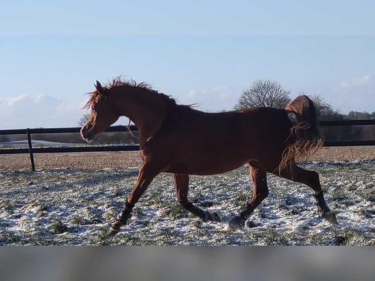 Arabian horses Mare 4 years 14,1 hh Chestnut in Jelling