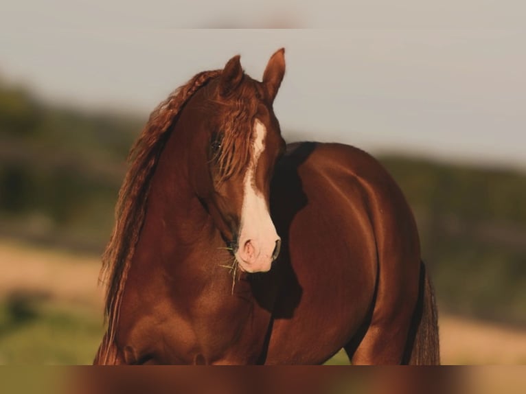 Arabian horses Mare 4 years 14,1 hh Chestnut in Jelling