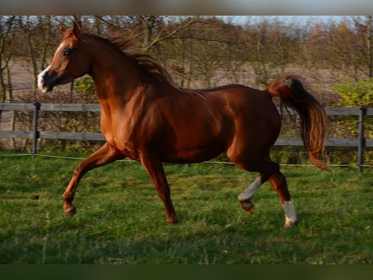 Arabian horses Mare 4 years 14,1 hh Chestnut in Jelling