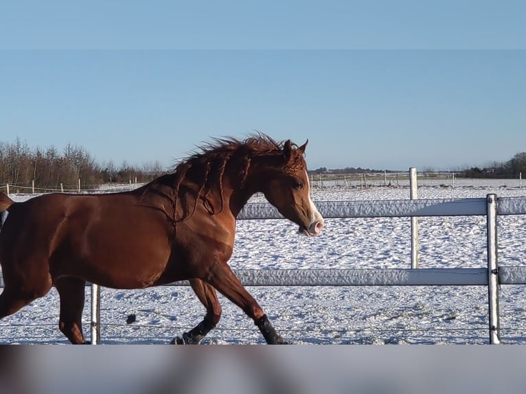 Arabian horses Mare 4 years 14,1 hh Chestnut in Jelling