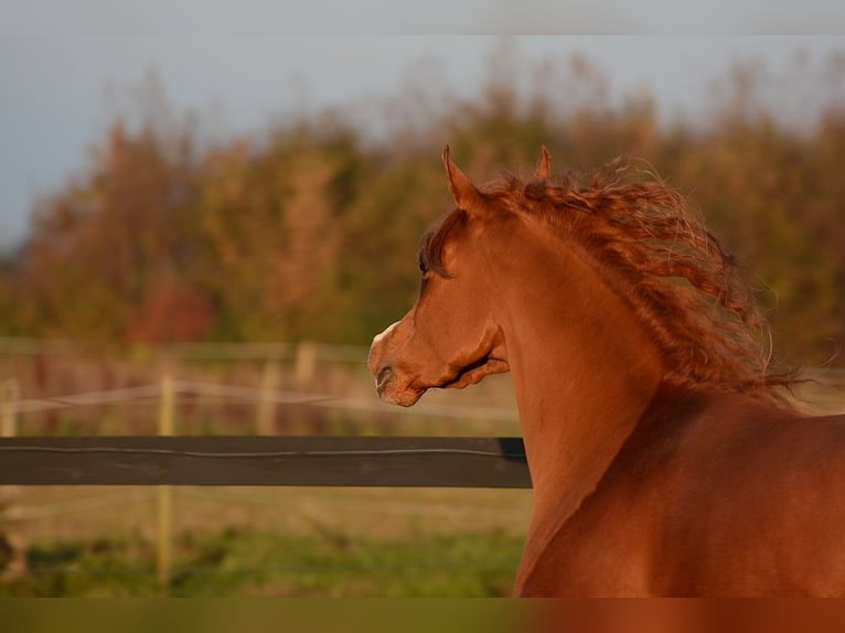 Arabian horses Mare 4 years 14,1 hh Chestnut in Jelling