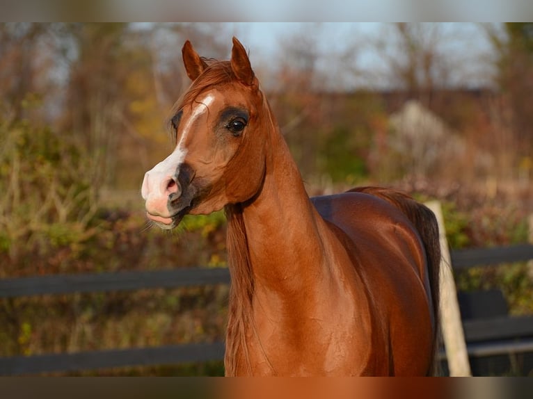 Arabian horses Mare 4 years 14,1 hh Chestnut in Jelling