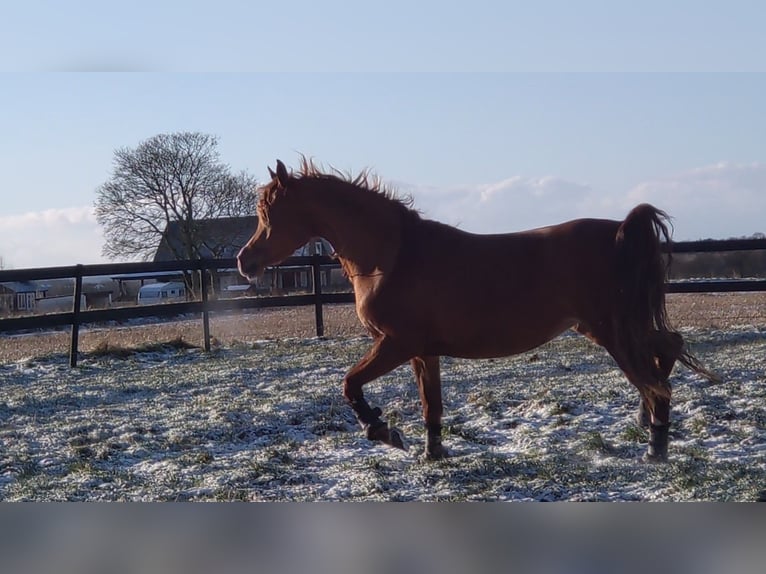 Arabian horses Mare 4 years 14,1 hh Chestnut in Jelling