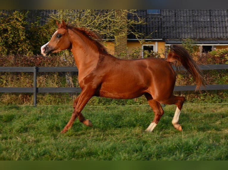 Arabian horses Mare 4 years 14,1 hh Chestnut in Jelling