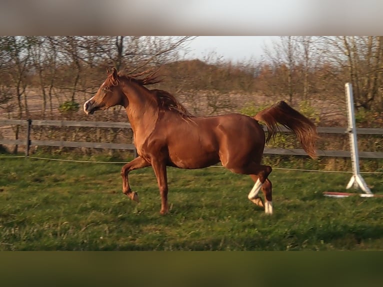 Arabian horses Mare 4 years 14,1 hh Chestnut in Jelling