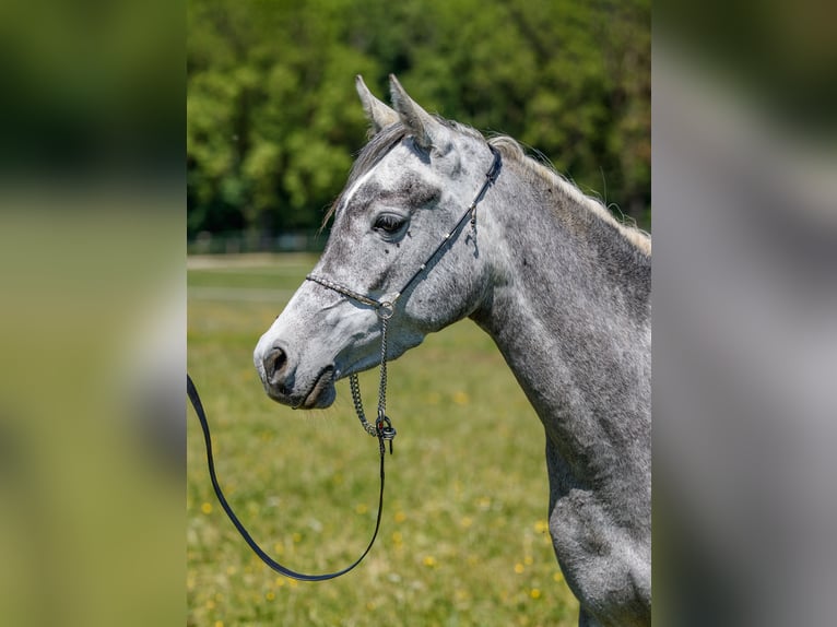 Arabian horses Mare 4 years 14.1 hh Grey in Gomadingen