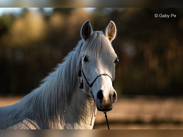 Arabian horses Mare 4 years 14.1 hh Grey in Meinersen