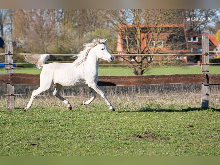 Arabian horses Mare 4 years 14.1 hh Grey in Meinersen