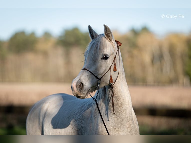 Arabian horses Mare 4 years 14.1 hh Grey in Meinersen