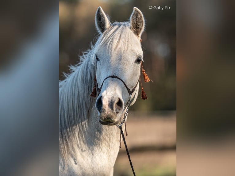 Arabian horses Mare 4 years 14.1 hh Grey in Meinersen