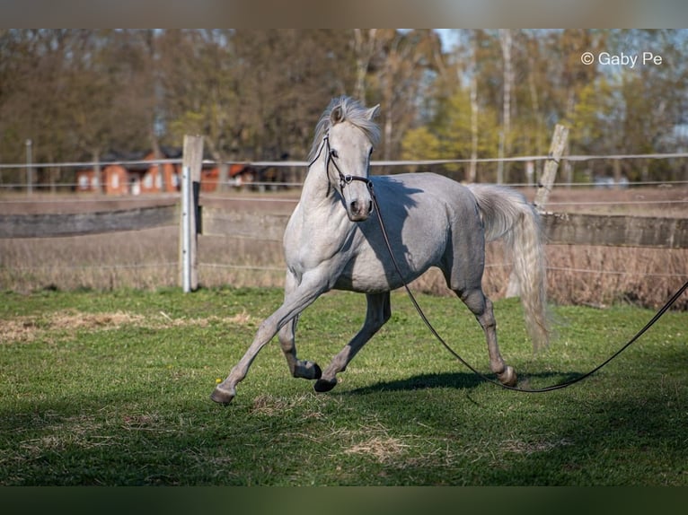 Arabian horses Mare 4 years 14.1 hh Grey in Meinersen