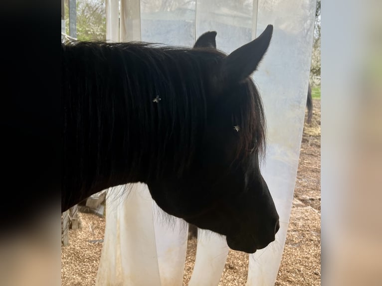 Arabian horses Mare 4 years 14,2 hh Black in Mengen