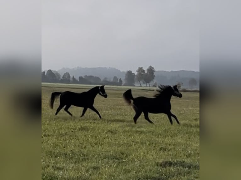 Arabian horses Mare 4 years 14,2 hh Black in Mengen