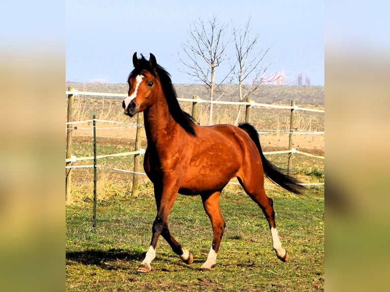 Arabian horses Mare 4 years 14,2 hh Brown in Kehl