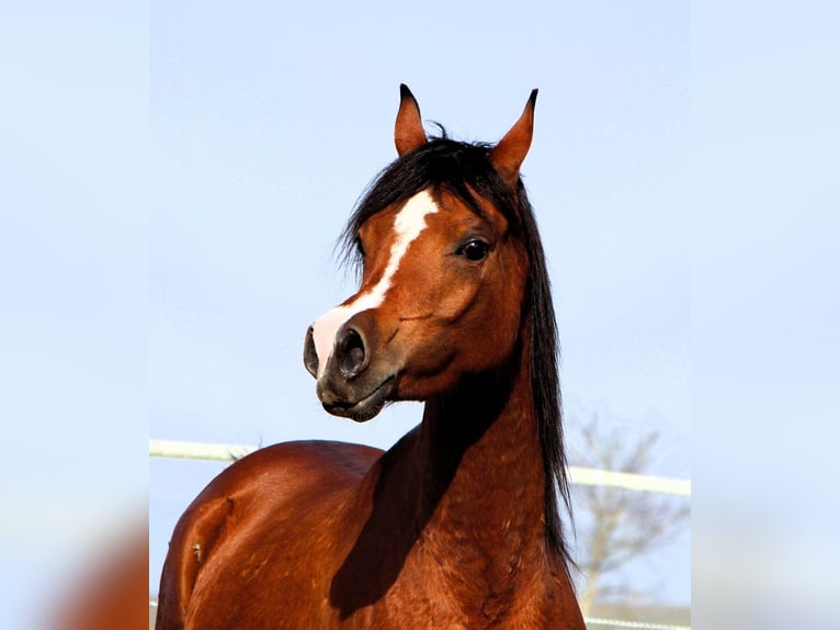 Arabian horses Mare 4 years 14,2 hh Brown in Kehl