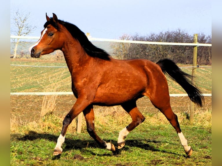 Arabian horses Mare 4 years 14,2 hh Brown in Kehl