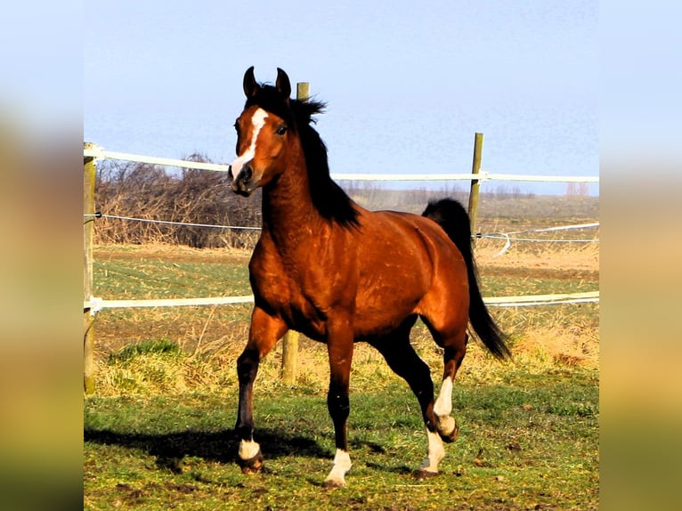 Arabian horses Mare 4 years 14,2 hh Brown in Kehl