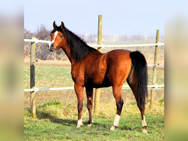 Arabian horses Mare 4 years 14,2 hh Brown in Kehl