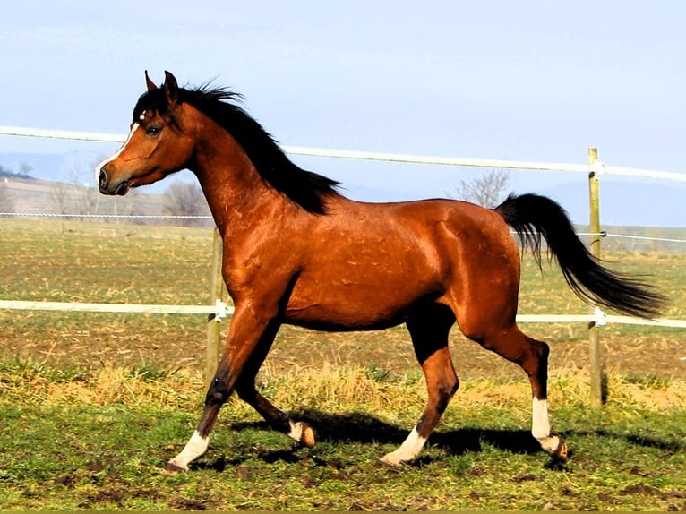 Arabian horses Mare 4 years 14,2 hh Brown in Reutenbourg