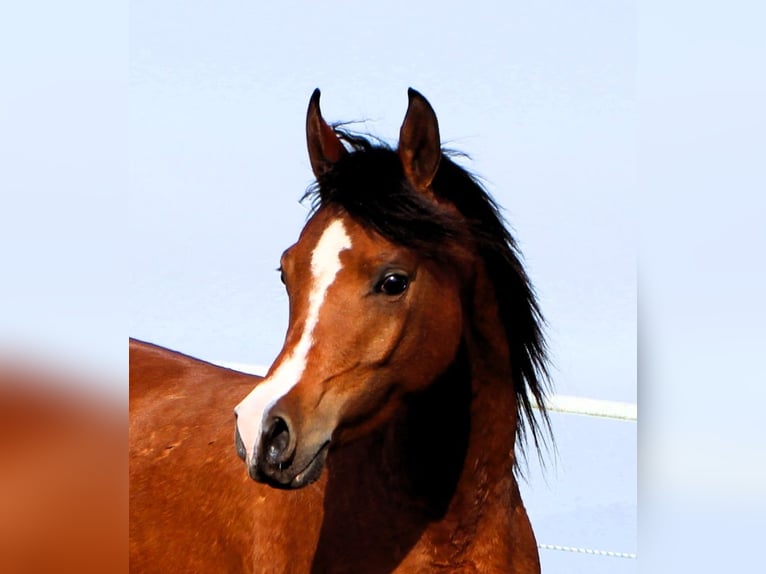 Arabian horses Mare 4 years 14,2 hh Brown in Reutenbourg