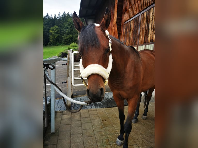 Arabian horses Mare 4 years 14,2 hh Brown in Dietschwil