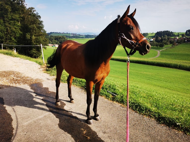 Arabian horses Mare 4 years 14,2 hh Brown in Dietschwil