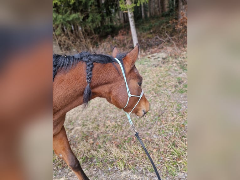 Arabian horses Mare 4 years 14,2 hh Brown in Dietschwil