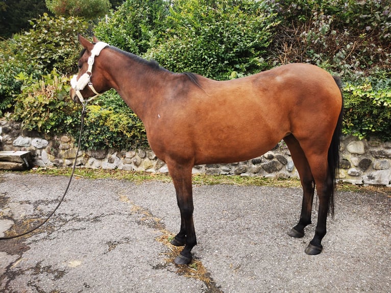 Arabian horses Mare 4 years 14,2 hh Brown in Dietschwil