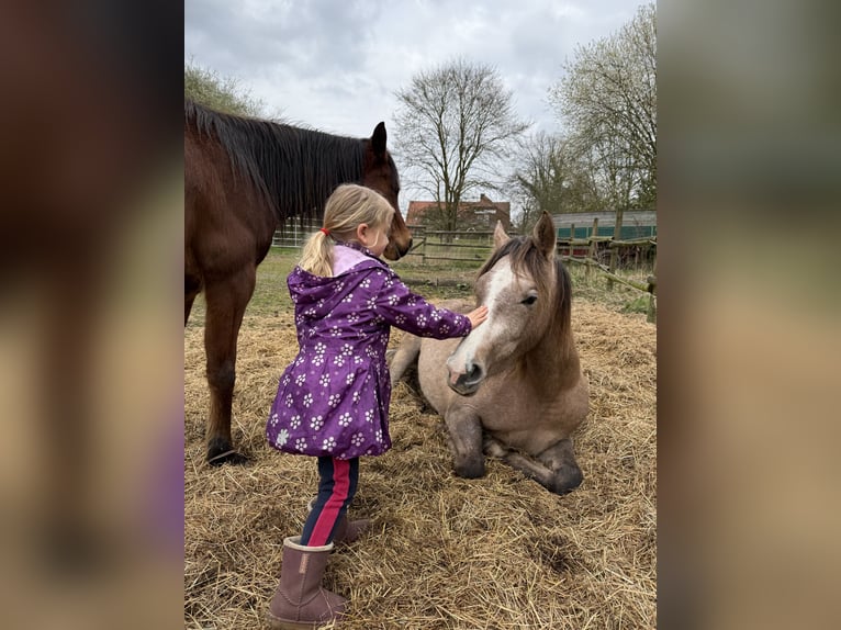 Arabian horses Mare 4 years 14.2 hh Can be white in Schermbeck