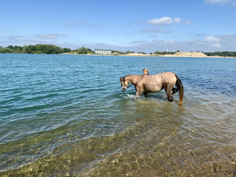 Arabian horses Mare 4 years 14.2 hh Can be white in Schermbeck