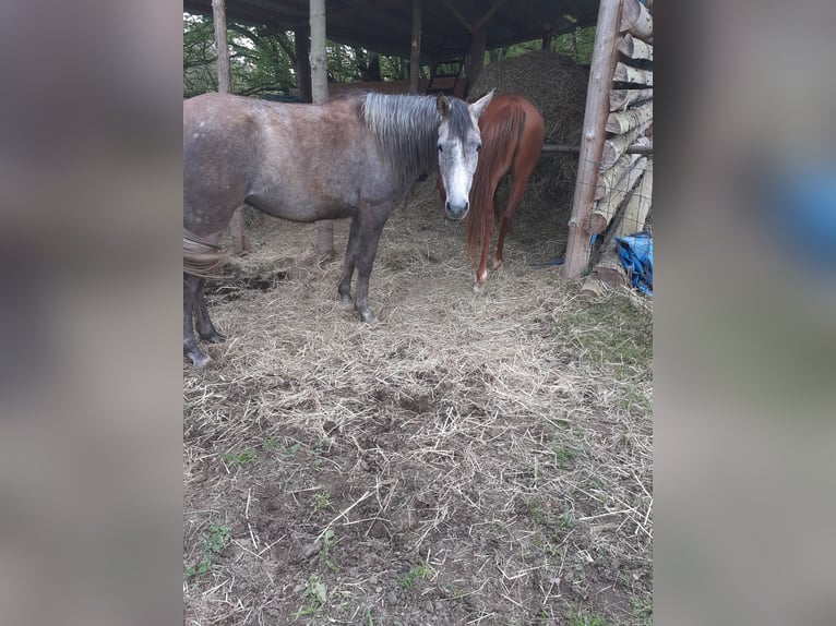 Arabian horses Mare 4 years 14,2 hh Can be white in Rieden