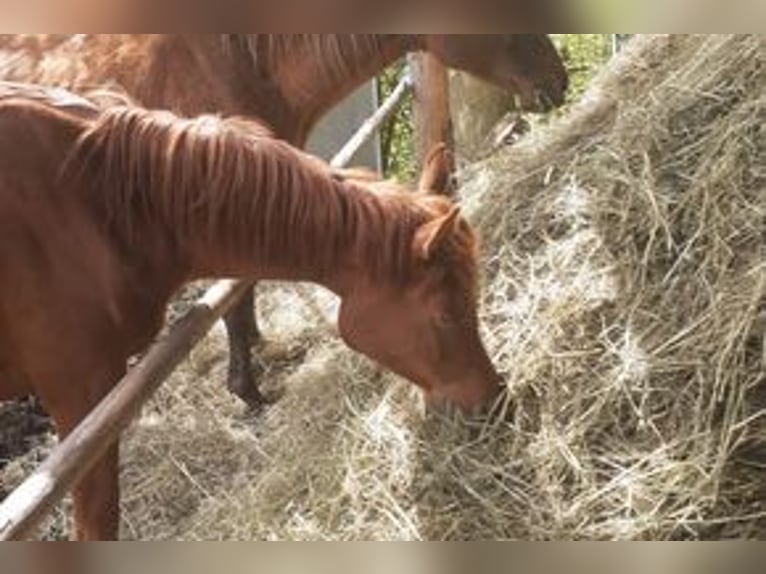 Arabian horses Mare 4 years 14,2 hh Can be white in Rieden