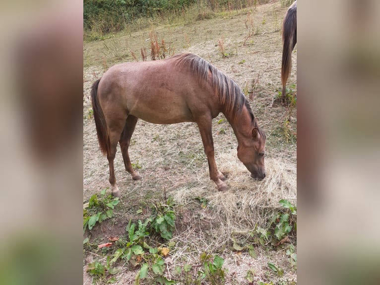 Arabian horses Mare 4 years 14,2 hh Can be white in Rieden