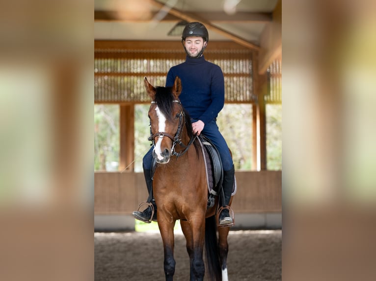 Arabian horses Mare 4 years 14,3 hh Brown in Amtzell