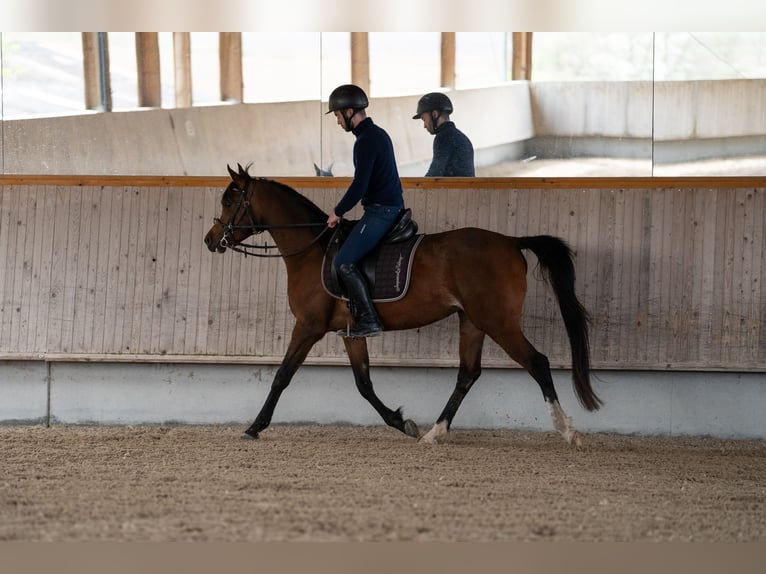 Arabian horses Mare 4 years 14,3 hh Brown in Amtzell