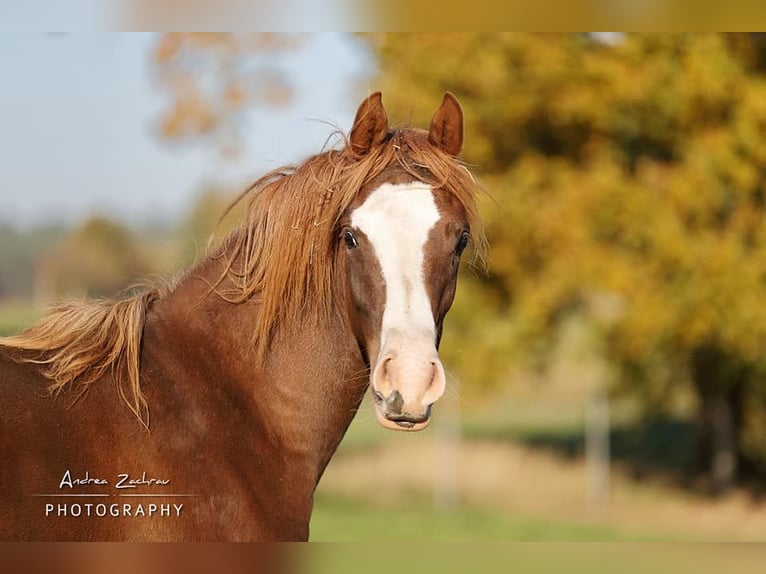 Arabian horses Mare 4 years 14,3 hh Chestnut in Visselhövede