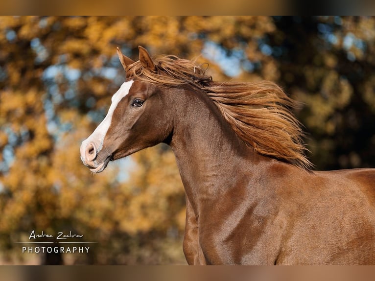 Arabian horses Mare 4 years 14,3 hh Chestnut in Visselhövede