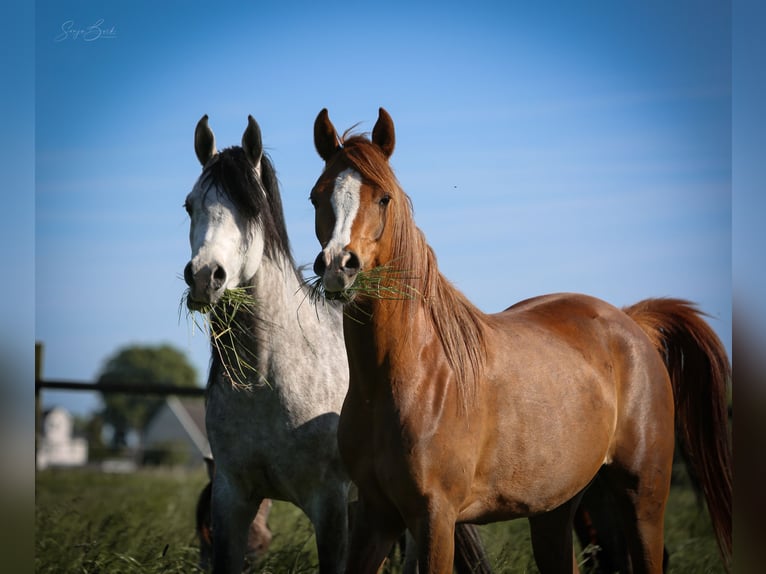 Arabian horses Mare 4 years 14.3 hh Chestnut-Red in Bergkamen