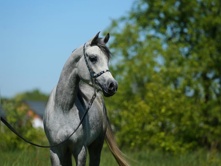 Arabian horses Mare 4 years 14,3 hh Gray in Lodz