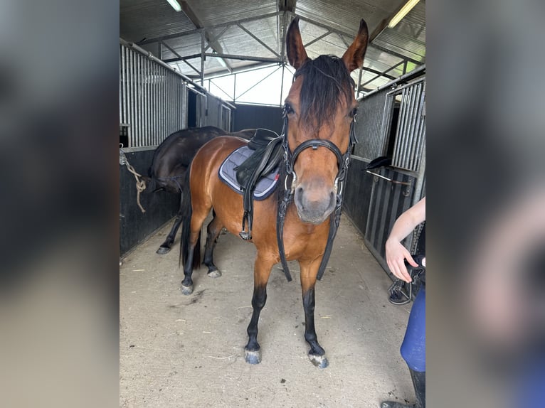 Arabian horses Mare 4 years 14 hh Bay in Chairière